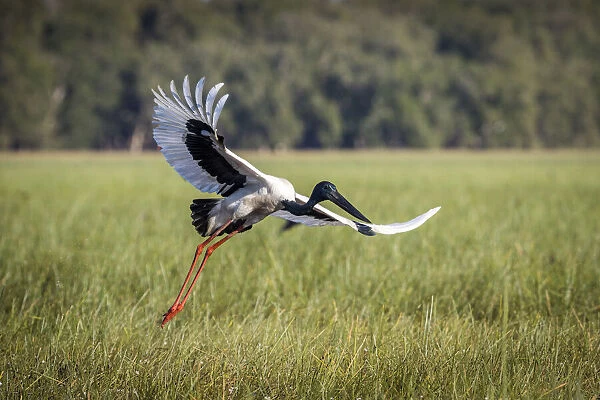 Black-necked Stork (Ephippiorhynchus asiaticus) or Jabiru, taking flight, Bamurru Plains