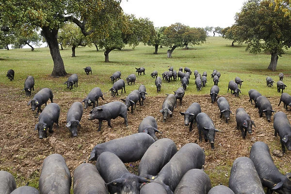 Black porks in Barrancos. Alentejo, Portugal