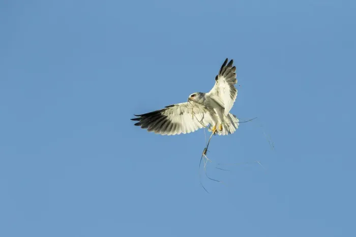 Framed Print : Black-shouldered Kite (Elanus caeruleus) carrying nesting material, Savuti, Botswana
