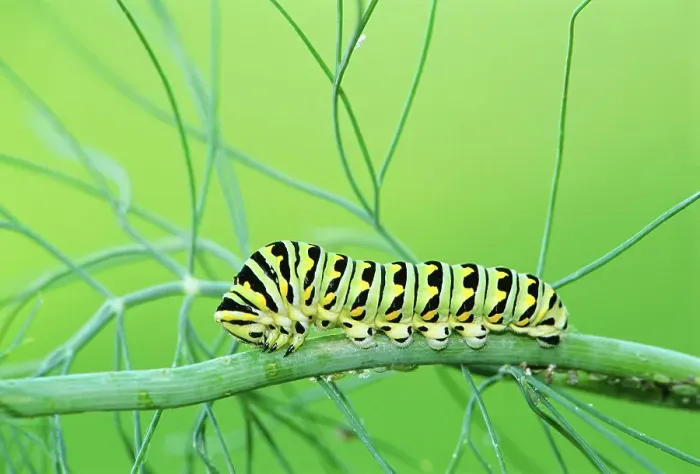 Framed Print : Black swallowtail caterpillar on dill plant Winnipeg, Manitoba, Canada