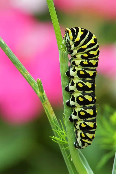 Black swallowtail caterpillar on garden dill Winnipeg, Manitoba, Canada
