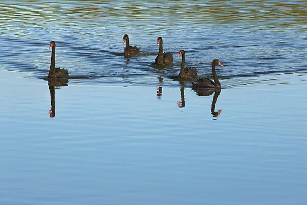 Black swan flock - New Zealand, South Island, West Coast, Westland, Hokitika