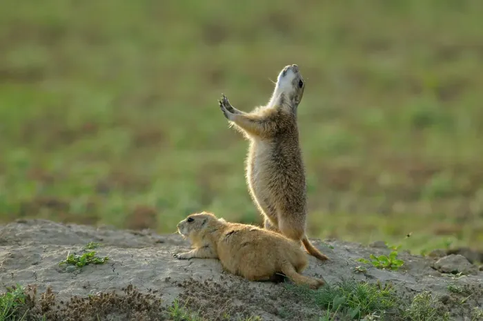 Framed Print : Black tailed prairie dog (Cynomys ludovicianus) Alert at burrow, Theodore Roosevelt NP, North Dakota, USA Framed Print : Black tailed prairie dog (Cynomys ludovicianus) Alert at burrow, Theodore Roosevelt NP, North Dakota, USA