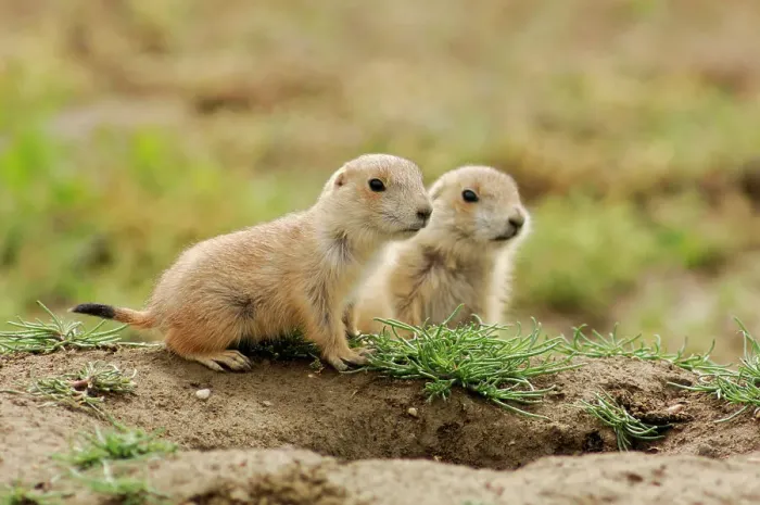 Framed Print : Black tailed prairie dog (Cynomys ludovicianus) Babies, Theodore Roosevelt NP, North Dakota, USA Framed Print : Black tailed prairie dog (Cynomys ludovicianus) Babies, Theodore Roosevelt NP, North Dakota, USA