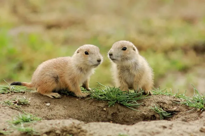Framed Print : Black tailed prairie dog (Cynomys ludovicianus) Babies, Theodore Roosevelt NP, North Dakota, USA Framed Print : Black tailed prairie dog (Cynomys ludovicianus) Babies, Theodore Roosevelt NP, North Dakota, USA