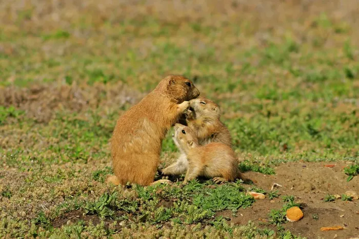 Framed Print : Black tailed prairie dog (Cynomys ludovicianus) baby and adult, Theodore Roosevelt NP, North Dakota, USA Framed Print : Black tailed prairie dog (Cynomys ludovicianus) baby and adult, Theodore Roosevelt NP, North Dakota, USA