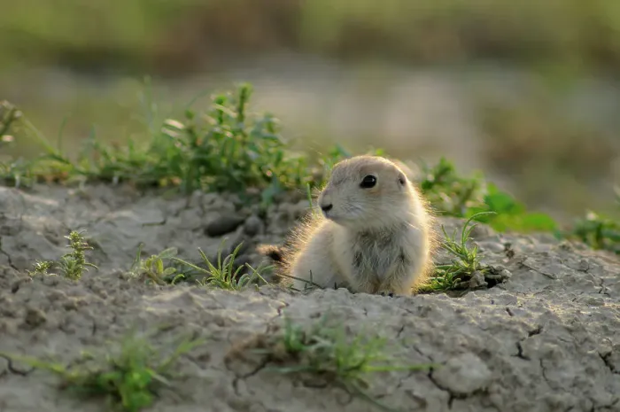 Framed Print : Black tailed prairie dog (Cynomys ludovicianus) baby at burrow entrance, Theodore Roosevelt NP, North Dakota, USA Framed Print : Black tailed prairie dog (Cynomys ludovicianus) baby at burrow entrance, Theodore Roosevelt NP, North Dakota, USA