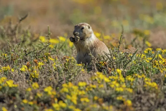 Framed Print : Black-tailed prairie dog (Cynomys ludovicianus) Feeding in patch of late-summer asters, Theodore Roosevelt NP (South Unit), North Dakota, USA Framed Print : Black-tailed prairie dog (Cynomys ludovicianus) Feeding in patch of late-summer asters, Theodore Roosevelt NP (South Unit), North Dakota, USA
