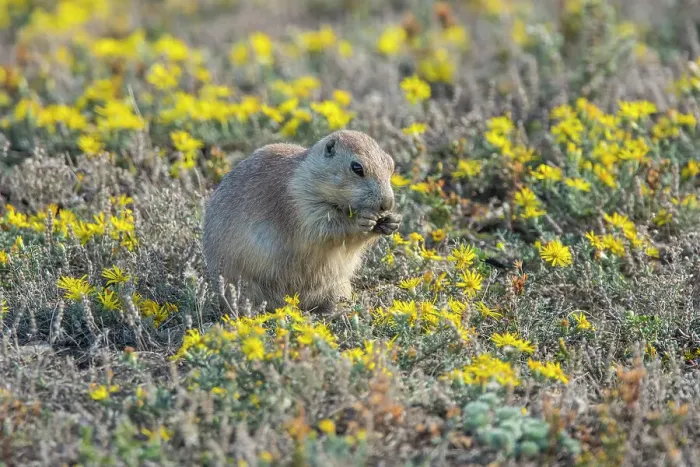Framed Print : Black-tailed prairie dog (Cynomys ludovicianus) Feeding in patch of late-summer asters, Theodore Roosevelt NP (South Unit), North Dakota, USA Framed Print : Black-tailed prairie dog (Cynomys ludovicianus) Feeding in patch of late-summer asters, Theodore Roosevelt NP (South Unit), North Dakota, USA