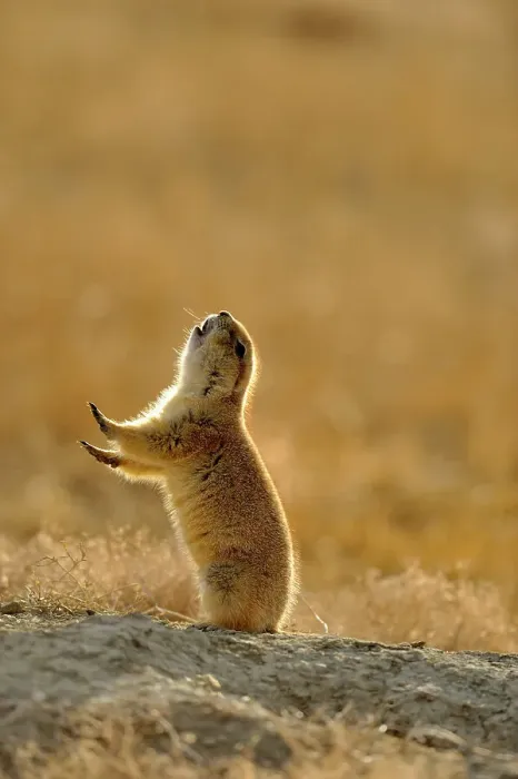 Framed Print : Black tailed prairie dog (Cynomys ludovicianus) jump yipping, Theodore Roosevelt NP (South Unit), North Dakota, USA Framed Print : Black tailed prairie dog (Cynomys ludovicianus) jump yipping, Theodore Roosevelt NP (South Unit), North Dakota, USA