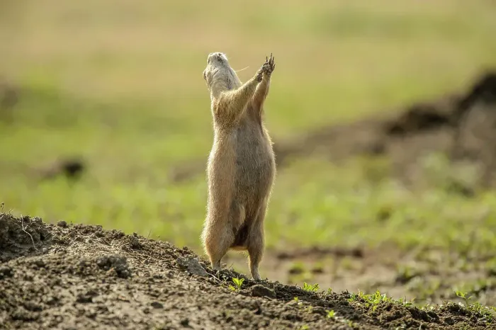 Framed Print : Black-tailed prairie dog (Cynomys ludovicianus) Sentinels on guard, Theodore Roosevelt NP (South Unit), North Dakota, USA Framed Print : Black-tailed prairie dog (Cynomys ludovicianus) Sentinels on guard, Theodore Roosevelt NP (South Unit), North Dakota, USA