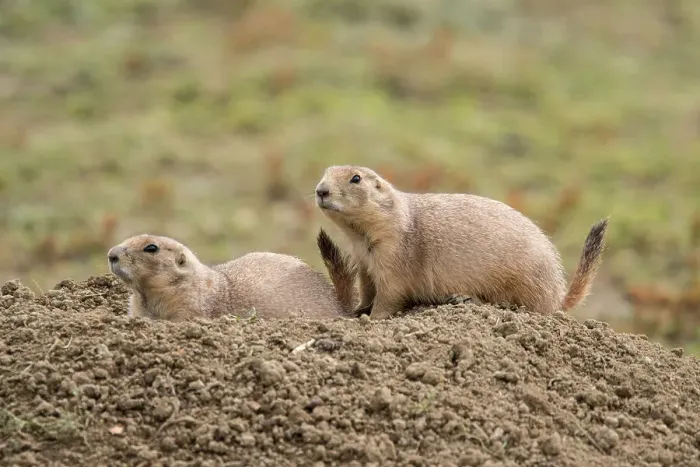 Framed Print : Black-tailed prairie dog (Cynomys ludovicianus) Sentinels on guard, Theodore Roosevelt NP (South Unit), North Dakota, USA Framed Print : Black-tailed prairie dog (Cynomys ludovicianus) Sentinels on guard, Theodore Roosevelt NP (South Unit), North Dakota, USA