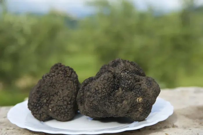Framed Print : Black truffle, Croatia Framed Print : Black truffle, Croatia