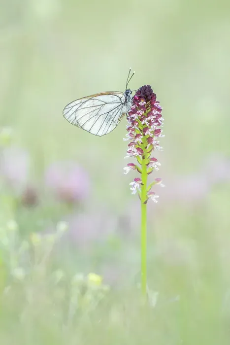 Framed Print : Black-veined white (Aporia cartaegi) roosting on Burnt Orchid (Orchis ustulata), Rhodope Mountains, Bulgaria Framed Print : Black-veined white (Aporia cartaegi) roosting on Burnt Orchid (Orchis ustulata), Rhodope Mountains, Bulgaria