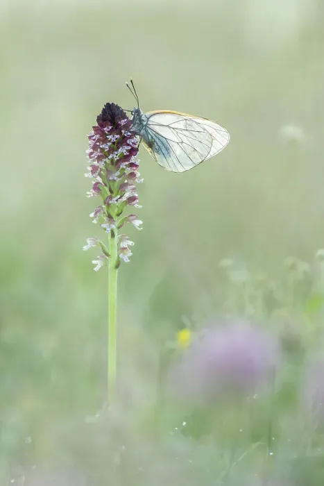 Framed Print : Black-veined white (Aporia cartaegi) roosting on Burnt Orchid (Orchis ustulata), Rhodope Mountains, Bulgaria Framed Print : Black-veined white (Aporia cartaegi) roosting on Burnt Orchid (Orchis ustulata), Rhodope Mountains, Bulgaria