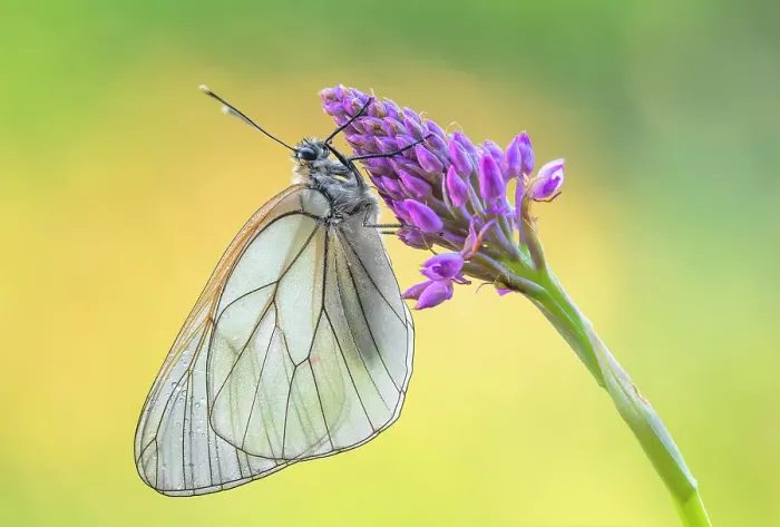 Framed Print : Black-Veined White (Aporia crataegi), Monte Barro Natural Park, Lecco province, Lombardy, Italy Framed Print : Black-Veined White (Aporia crataegi), Monte Barro Natural Park, Lecco province, Lombardy, Italy