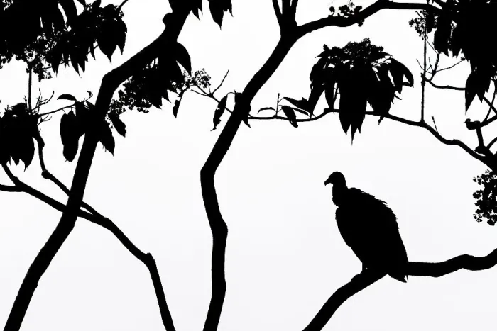 Framed Print : Black Vulture (Coragyps atratus), Costa Rica Framed Print : Black Vulture (Coragyps atratus), Costa Rica