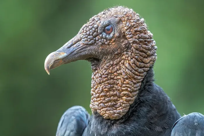 Framed Print : Black Vulture (Coragyps atratus), Costa Rica Framed Print : Black Vulture (Coragyps atratus), Costa Rica