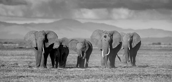 Black and white of elephants in Amboseli, Kenya