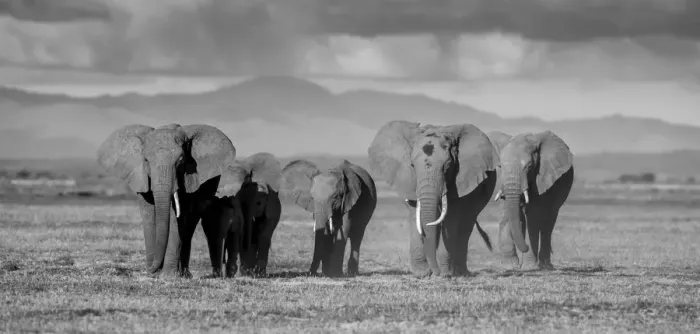 Framed Print : Black and white of elephants in Amboseli, Kenya Framed Print : Black and white of elephants in Amboseli, Kenya