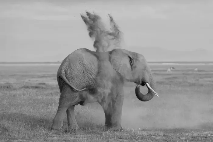 Framed Print : Black and white of elephants in Amboseli, Kenya Framed Print : Black and white of elephants in Amboseli, Kenya