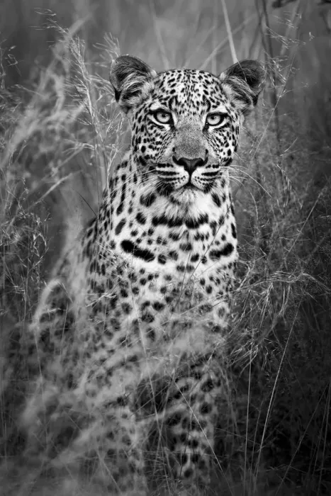 Framed Print : Black and White Leopard Portrait Kalahari Desert, Botswana Framed Print : Black and White Leopard Portrait Kalahari Desert, Botswana