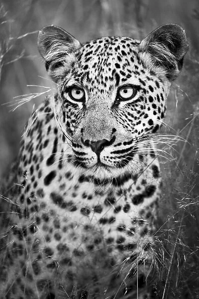 Black and White Leopard Portrait Kalahari Desert, Botswana