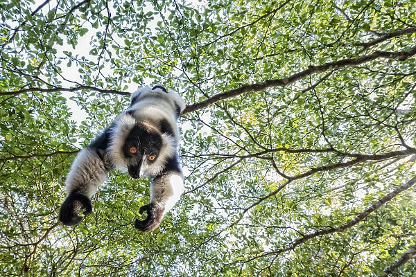 Black and white ruffed lemur (varecia variegata) in Eastern Madagascar