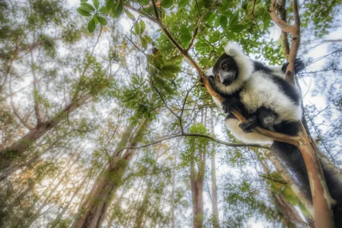 Framed Print : Black and white ruffed lemur (varecia variegata) in Eastern Madagascar