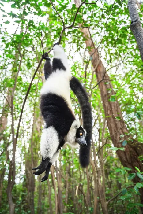 Framed Print : The black and white ruffed lemur (Varecia variegata) on a tree, Andasibe, Madagascar Framed Print : The black and white ruffed lemur (Varecia variegata) on a tree, Andasibe, Madagascar