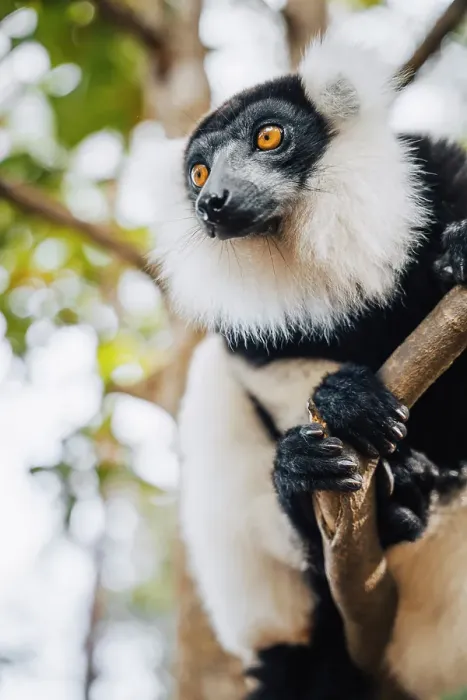 Framed Print : The black and white ruffed lemur (Varecia variegata) on a tree, Andasibe, Madagascar Framed Print : The black and white ruffed lemur (Varecia variegata) on a tree, Andasibe, Madagascar