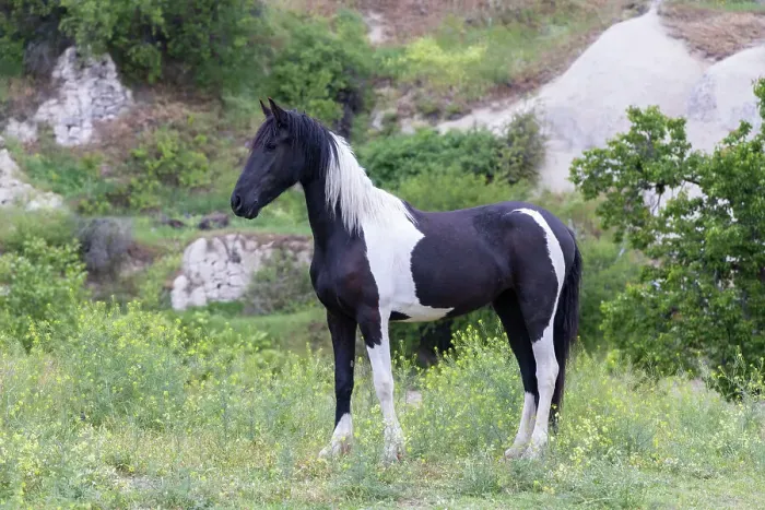 Framed Print : A black and white stallion poses, Goreme, Cappadocia, Nevsehir Province, Central Anatolia, Turkey