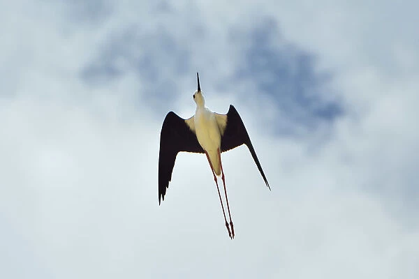 Black-winged Stilt (Himantopus himantopus) flying over the marshes of the Sado Estuary