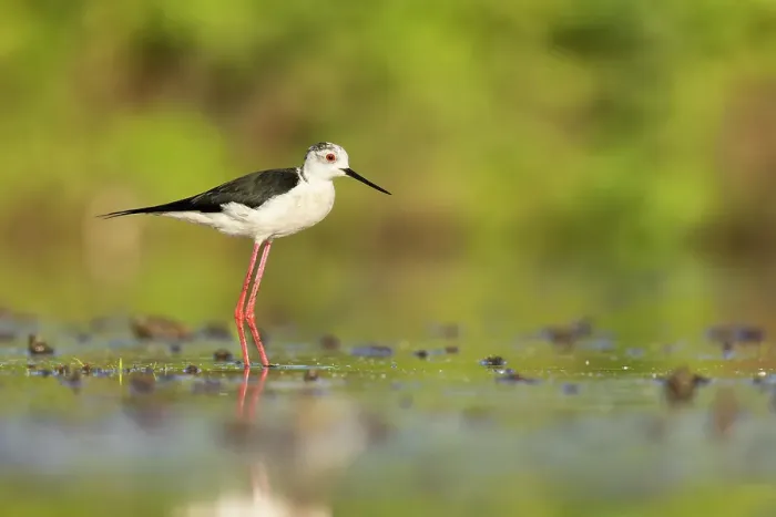 Framed Print : Black-winged Stilt (Himantopus himantopus), adult feeding in shallow water, near Bratsigovo, Bulgaria Framed Print : Black-winged Stilt (Himantopus himantopus), adult feeding in shallow water, near Bratsigovo, Bulgaria