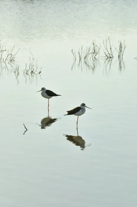 Framed Print : Black-winged Stilt (Himantopus himantopus) in the marshes of the Sado Estuary Nature Framed Print : Black-winged Stilt (Himantopus himantopus) in the marshes of the Sado Estuary Nature