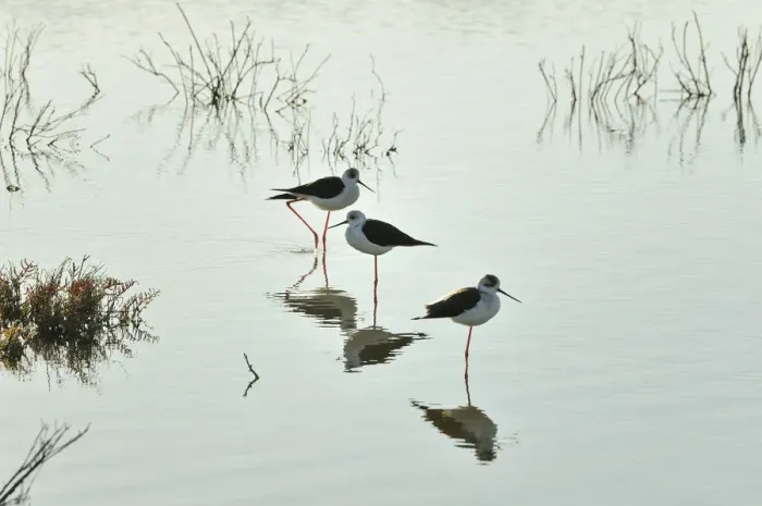 Framed Print : Black-winged Stilt (Himantopus himantopus) in the marshes of the Sado Estuary Nature Framed Print : Black-winged Stilt (Himantopus himantopus) in the marshes of the Sado Estuary Nature