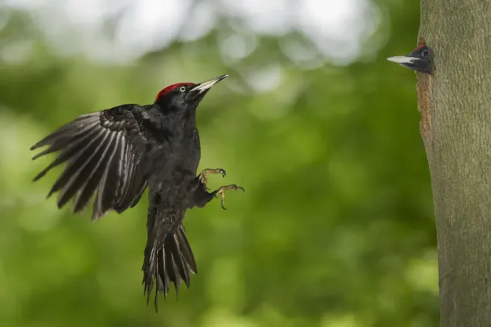 Framed Print : black woodpecker in flight