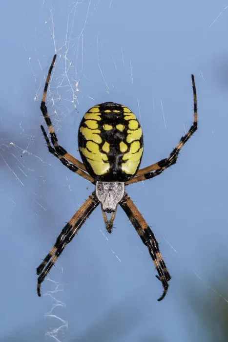 Framed Print : Black and Yellow Garden Spider (Argiope aurantia), Thornton, Ontario, Canada
