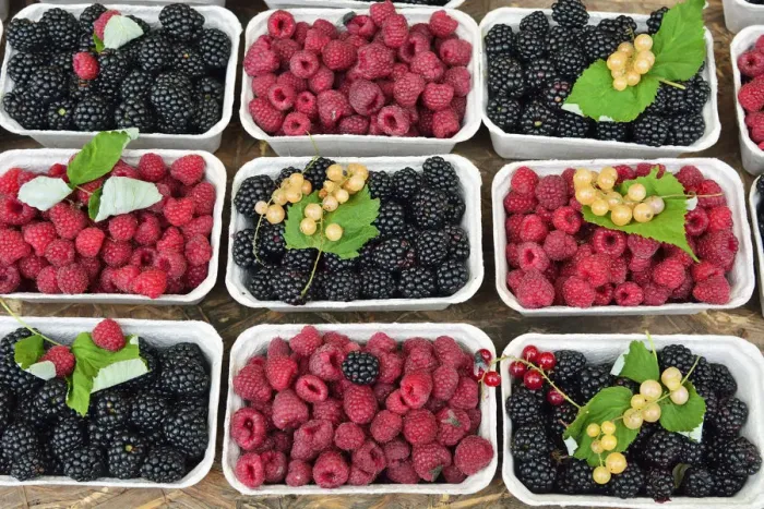 Framed Print : Blackberries at the food market in Kazimierz. Krakow, Poland Framed Print : Blackberries at the food market in Kazimierz. Krakow, Poland