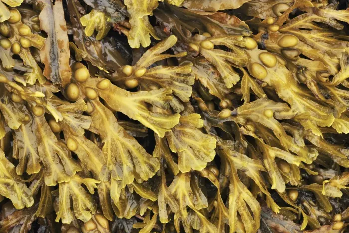 Framed Print : Bladder wrack - United Kingdom, Scotland, Inner Hebrides, Skye, Duirinish Framed Print : Bladder wrack - United Kingdom, Scotland, Inner Hebrides, Skye, Duirinish