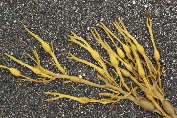 Framed Print : Bladder wrack - United Kingdom, Scotland, Inner Hebrides, Skye, Duirinish Framed Print : Bladder wrack - United Kingdom, Scotland, Inner Hebrides, Skye, Duirinish
