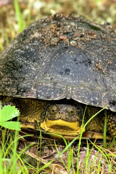 Framed Print : Blandings turtle Emydoidea blandingi Wandering female looking for nesting site in gravel, Ontario, Canada Framed Print : Blandings turtle Emydoidea blandingi Wandering female looking for nesting site in gravel, Ontario, Canada