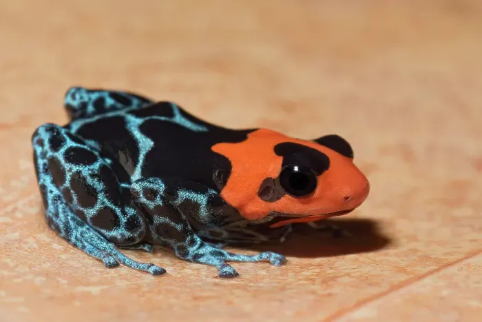 Framed Print : Blessed Poison Frog (Ranitomeya bendicta) - captive bred Framed Print : Blessed Poison Frog (Ranitomeya bendicta) - captive bred
