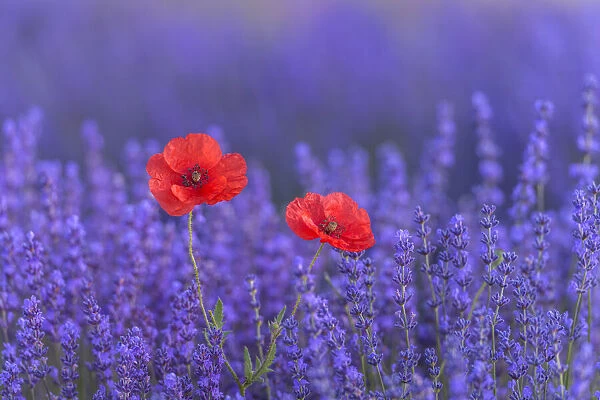 Blomming Lavender (Lavendula augustifolia) and Red Poppies ((Papaver)), Sault, Vaucluse Alpes-de-Haute-Provence, Provence-Alpes-Cote d'Azur, Provence, Southern France, France
