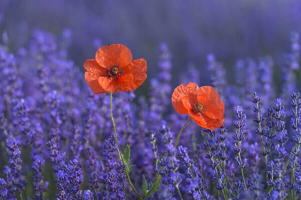 Blomming Lavender (Lavendula augustifolia) and Red Poppies ((Papaver)), Sault, Vaucluse Alpes-de-Haute-Provence, Provence-Alpes-Cote d Azur, Provence, Southern France, France
