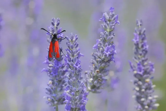 Framed Print : Blood droplet burnet [Zygaena minos] Plateau de Valensole, Provence, Provence-Alpes-Cote d Azur, Alpes de Haute Provence, Southern France, France