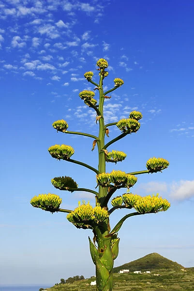 Blooming Agave, Lipari, Aeolian, or Aeolian Islands, Sicily, Italy, Europe