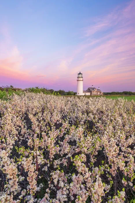 Framed Print : Blooming beach plum flowers at Highland Light, Cape Cod, North Truro, Massachusetts, USA Framed Print : Blooming beach plum flowers at Highland Light, Cape Cod, North Truro, Massachusetts, USA