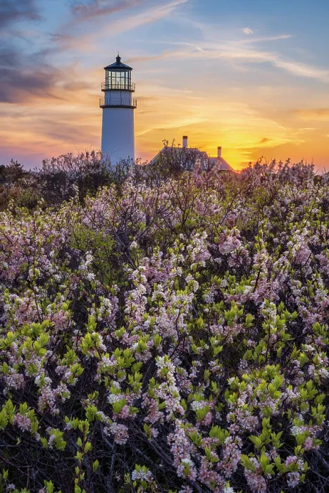 Framed Print : Blooming beach plum flowers at Highland Lighthouse, Cape Cod, North Truro, Massachusetts, USA Framed Print : Blooming beach plum flowers at Highland Lighthouse, Cape Cod, North Truro, Massachusetts, USA