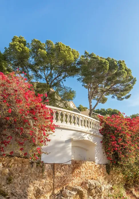 Framed Print : Blooming Bugainvillea in Cala Fornells, Mallorca, Balearic Islands, Spain Framed Print : Blooming Bugainvillea in Cala Fornells, Mallorca, Balearic Islands, Spain